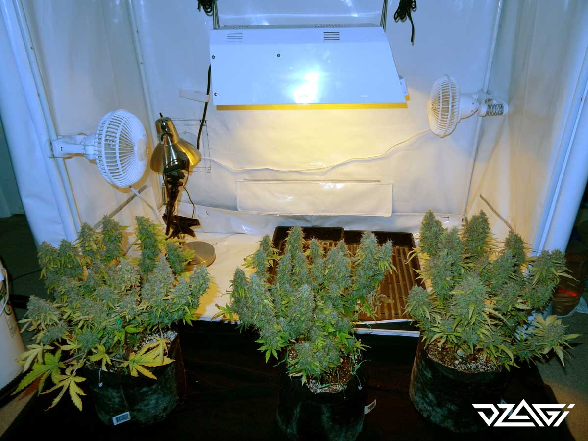 Периоды цветения марихуаны выращиванье конопли в домашних условиях